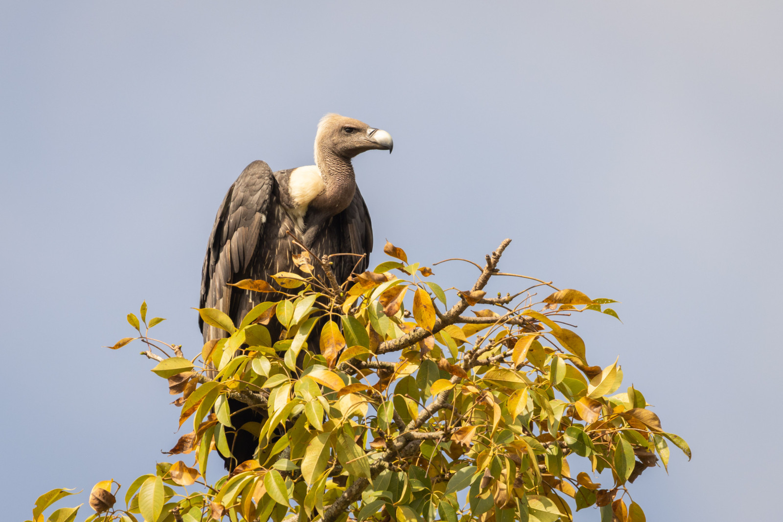 image White-rumped Vulture